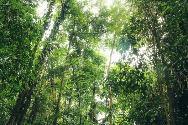 Rainforest Royalty Free Stock Images