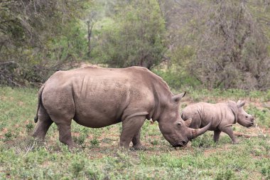 A female rhino / rhinoceros protecting her calf clipart