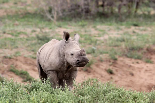 Um rinoceronte bebê bonito na natureza — Fotografia de Stock