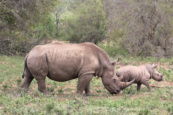 Samice nosorožce / rhinoceros chránit její tele — Stock fotografie