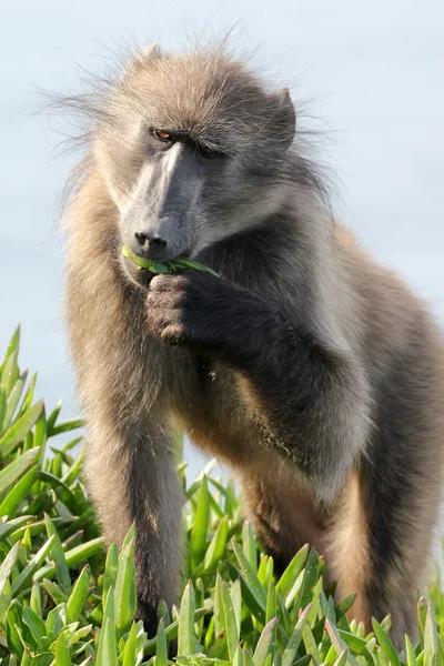 A baboon eating a green leaf — Stock Photo, Image