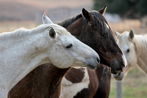 Δύο άλογα αγάπη στο αγρόκτημα αλόγων — Φωτογραφία Αρχείου