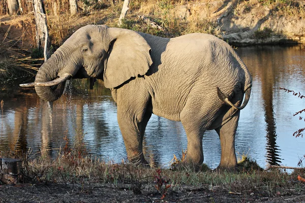 Slon na vodní díry — Stock fotografie