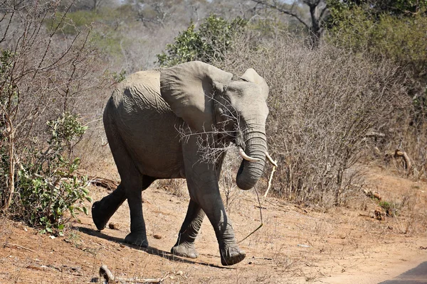 Elefante bebé com um ramo na boca — Fotografia de Stock