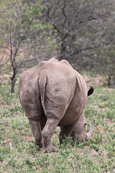 Bílý nosorožec odchází — Stock fotografie