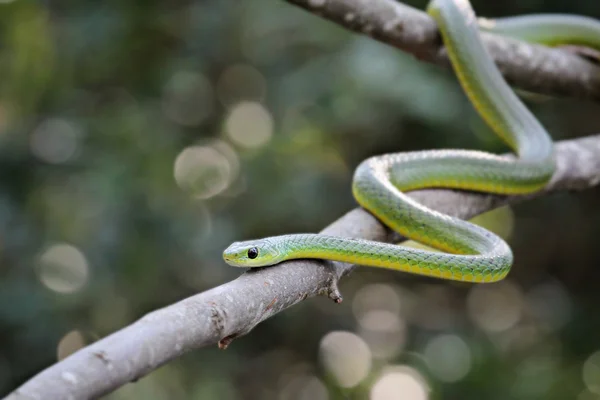 Boomslang africano (serpiente de árbol; Dispholidus typus ) Imágenes de stock libres de derechos