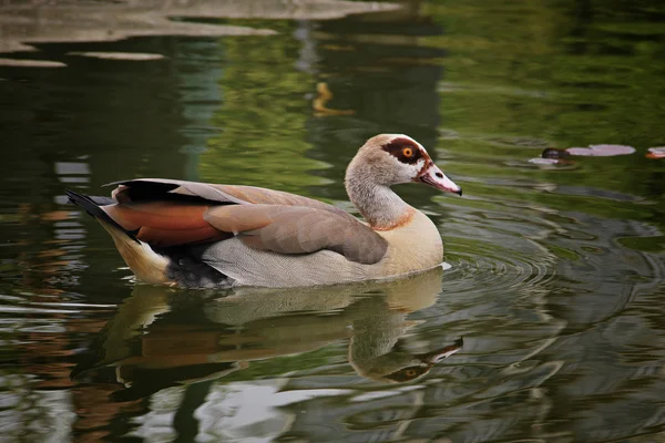 Vackra exotiska anka simning — Stockfoto