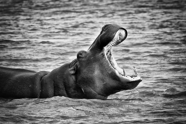 Hippo açık ağzı su ile — Stok fotoğraf