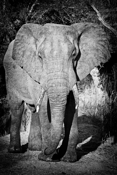 Celotělový snímek slona — Stock fotografie