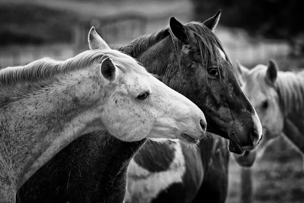 Tiro preto e branco de dois cavalos — Fotografia de Stock