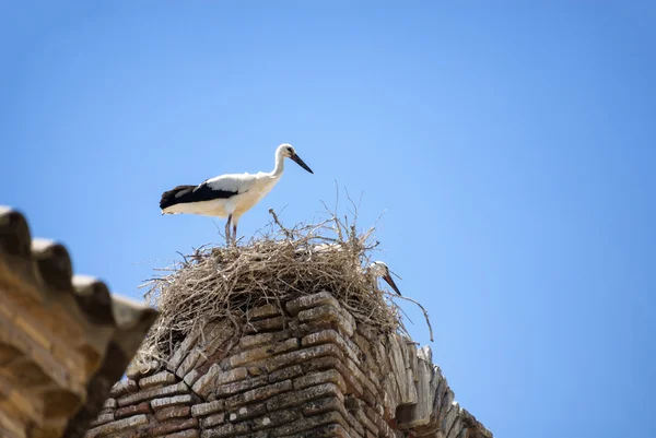 Störche auf dem Nest in Aragon — Stockfoto