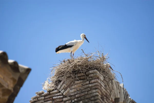 Störche auf dem Nest in Aragon — Stockfoto