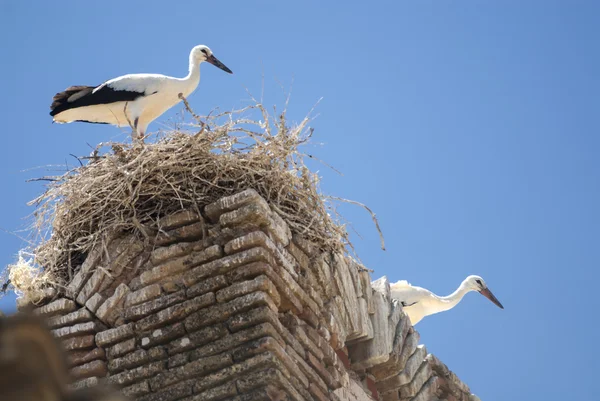 Störche auf dem Nest in Aragon — Stockfoto