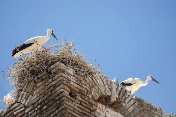 Almudevar (Aragonien, Spanien) — Stockfoto