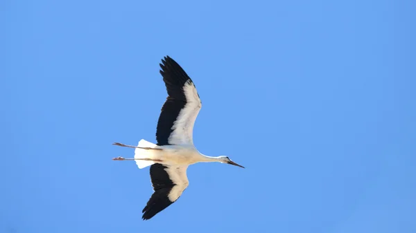 Almudevar (aragon, spanien): storch — Stockfoto