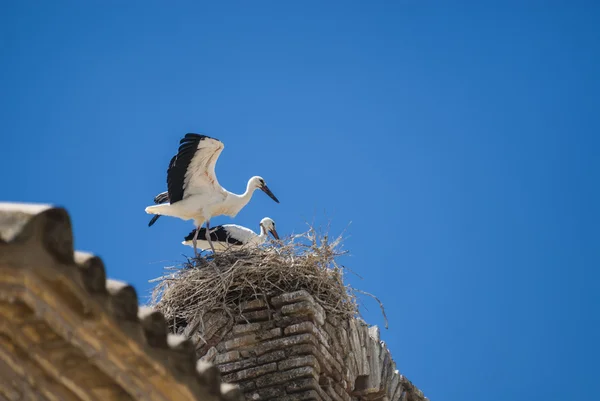 Störche auf dem Nest in Aragon — Stockfoto