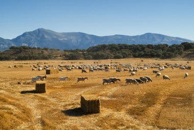 Koyunları Aragon mera