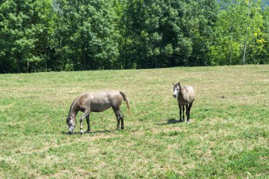 Catalunya Arap atları