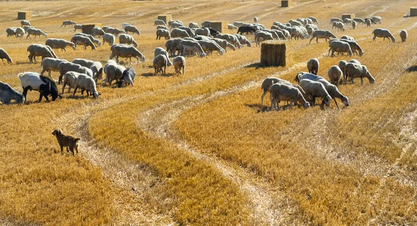 Owce na pastwisku w Aragonii — Zdjęcie stockowe