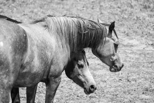 Arabische paarden in Catalunya — Stockfoto