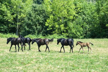 Catalunya Arap atları