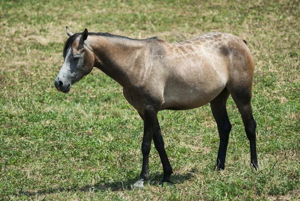 Arabian Horse in Catalunya