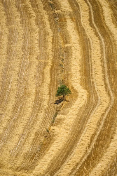 Land landschap van Cervera (Catalunya) — Stockfoto