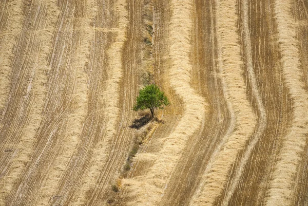 Paesaggio rurale da Cervera (Catalogna ) — Foto Stock