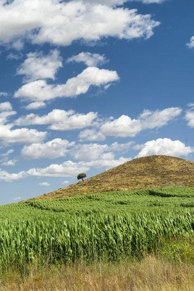 Aragon (spanien): sommerlandschaft — Stockfoto