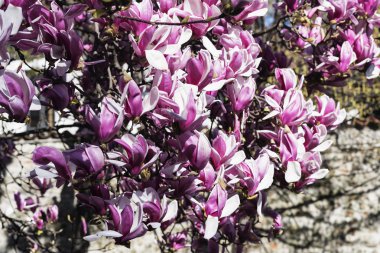 Çiçekli Manolya Brianza (İtalya içinde)