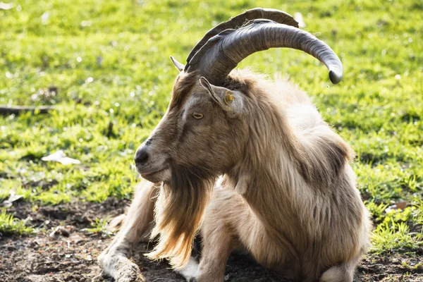 Goat in the Monza Park — Stock Photo, Image