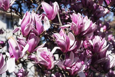 Çiçekli Manolya Brianza (İtalya içinde)