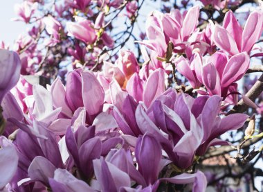 Çiçekli Manolya Brianza (İtalya içinde)