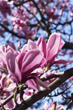 Çiçekli Manolya Brianza (İtalya içinde)