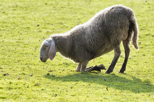Πρόβατα γονατίσει — Φωτογραφία Αρχείου