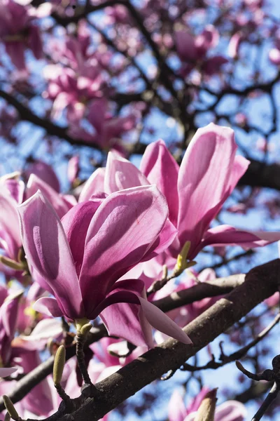 Çiçekli Manolya Brianza (İtalya içinde)