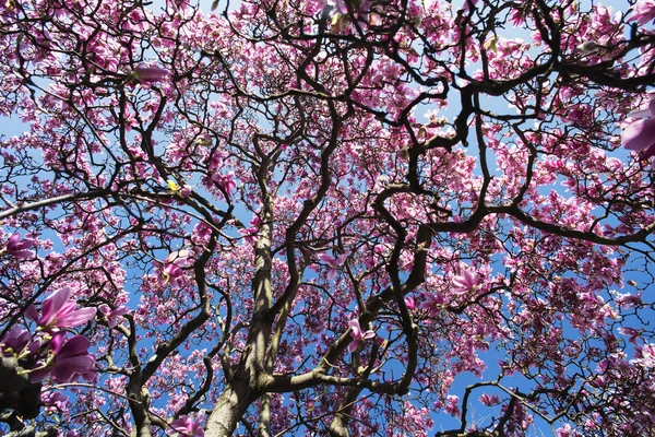 Magnolia fiorita in Brianza (Italia) ) — Foto Stock