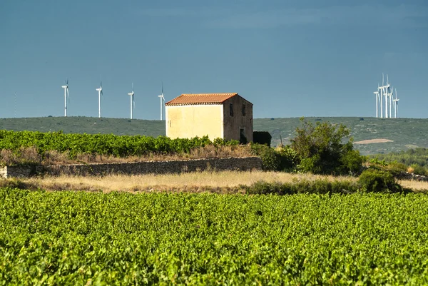 Vignoble en Languedoc-Roussillon (France) ) — Photo