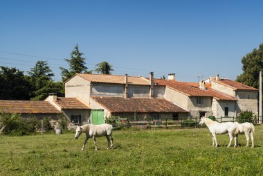 Provence grupta atları ile