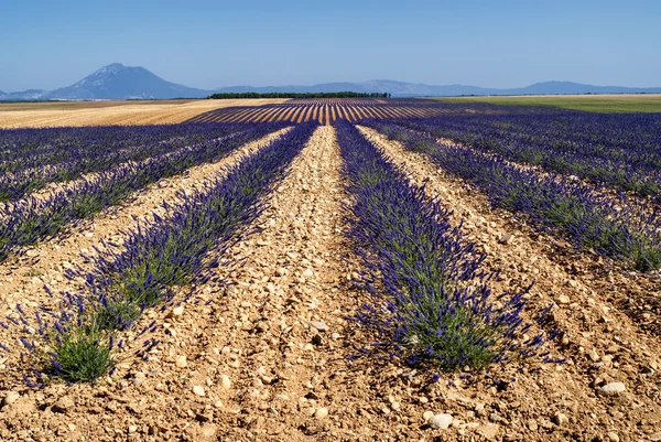 Plateau de Valensole (Provence), lavanda — Fotografia de Stock
