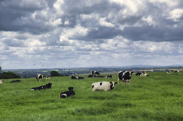 Koeien in Bretagne (Frankrijk) — Stockfoto