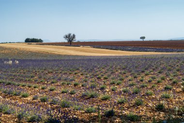 Plateau de valensole (provence), lavanta