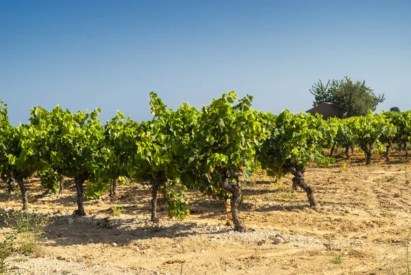 Winnica w Langwedocji Roussillon (Francja) — Zdjęcie stockowe