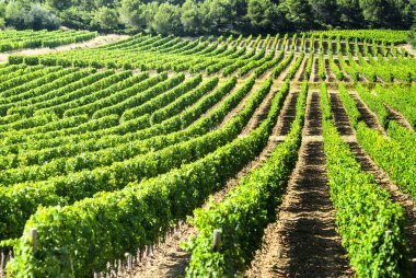 Languedoc-Roussillon (Fransa bağ)