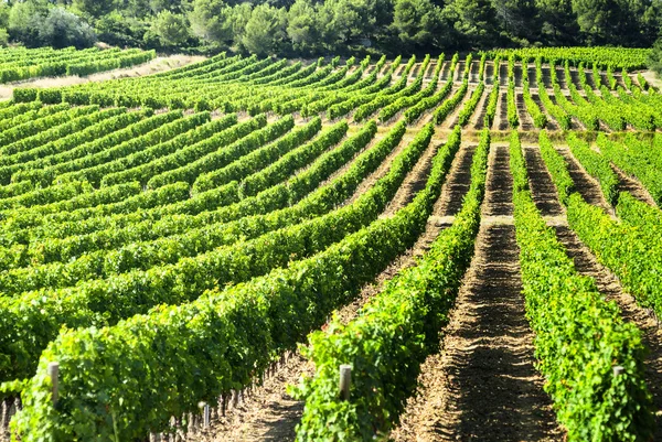 Vingård i Languedoc-Roussillon (Frankrike) — Stockfoto