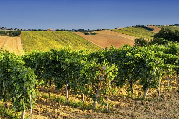 Paisaje rural en Marcas (Italia) ) —  Fotos de Stock