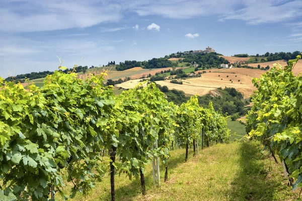 Paisaje rural en Marcas (Italia) ) — Foto de Stock