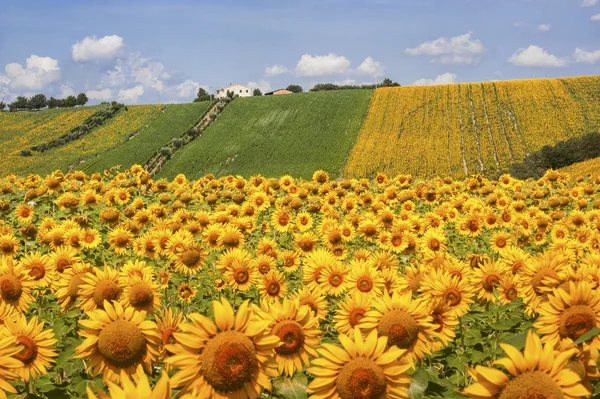 Land landskapet i Marche (Italien) — Stockfoto