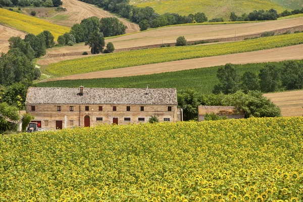 Paesaggio rurale in Marche (Italia) ) — Foto Stock