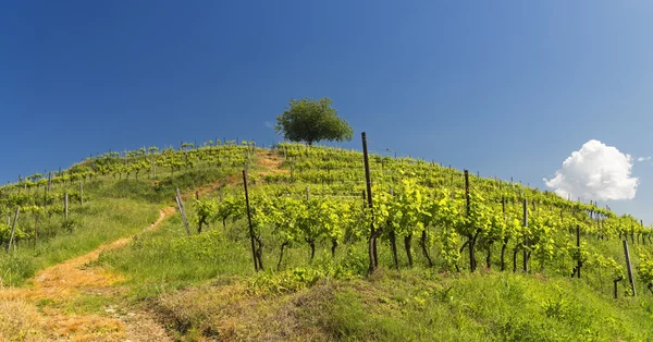 Виноградник в Монтевеккье (Бриджа, Италия) ) — стоковое фото